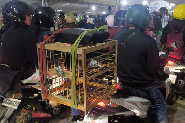 Edi, pemudik tujuan Lampung membawa sangkar berisi 2 ekor burung dara untuk oleh-oleh anak di kampung halaman. Foto: kumparan
