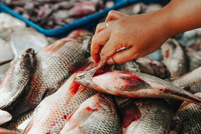 Ilustrasi ciri-ciri ikan segar. Foto: Pexels