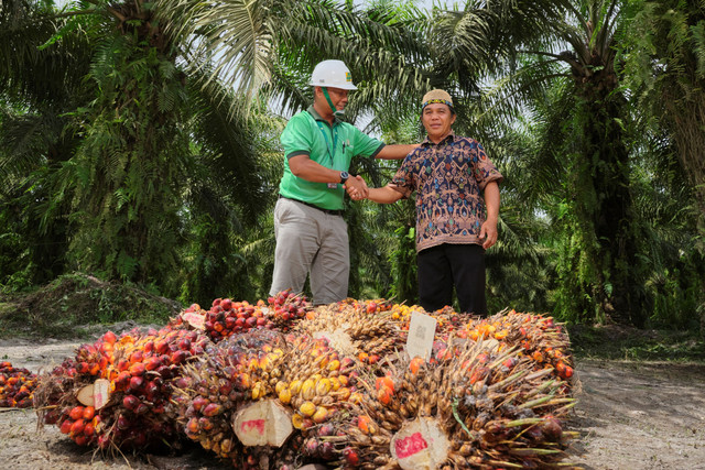 Ilustrasi pendampingan petani plasma oleh PT Triputra Agro Persada di Kabupaten Sukamara, Kalimantan Tengah. Foto: TAPG