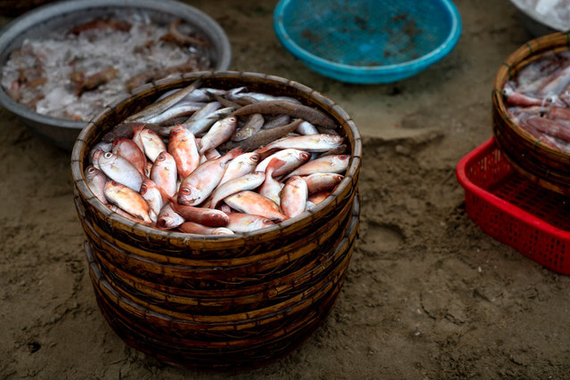 Ilustrasi membahas pindang cue dari ikan apa. Foto: Pexels