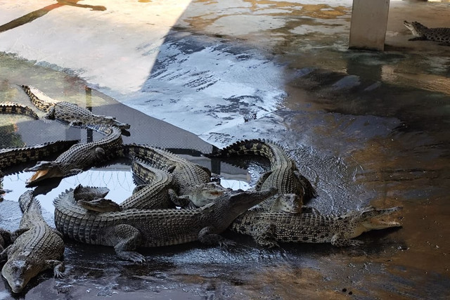 Buaya muara di tempat wisata Buaya Asam Kumbang, Medan, Selasa (24/3/2026). Foto: Amar Marpaung/kumparan