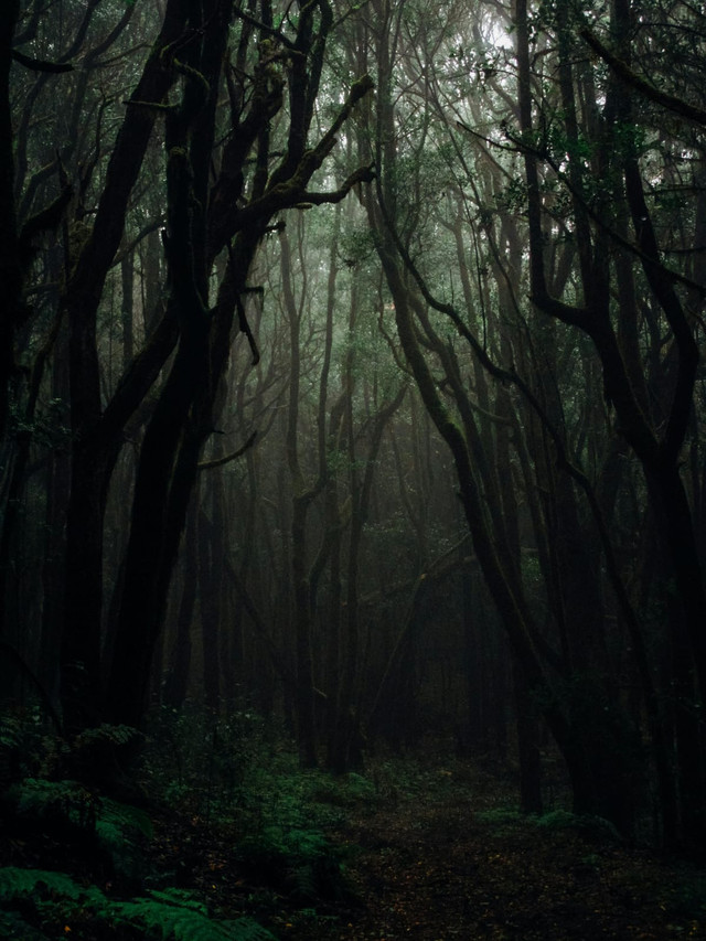 Hutan yang tampak tenang ini menyimpan suasana sunyi yang tidak sepenuhnya damai, selaras dengan nuansa dalam “Dari Rimba Kehidupan”.Sumber: Pexels