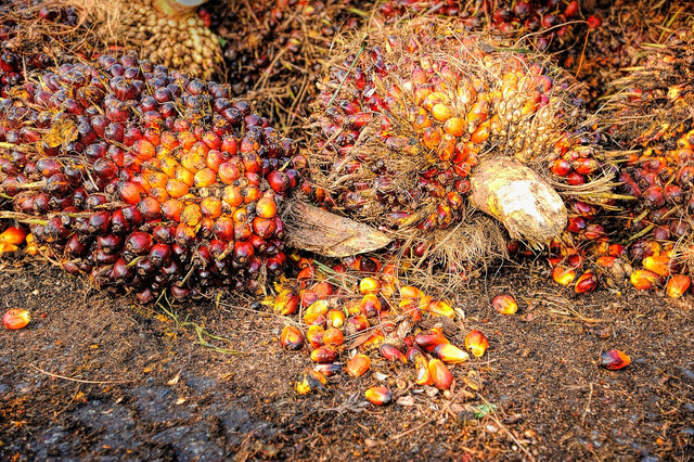 sumber foto: https://pixabay.com/photos/palm-oil-fruit-background-ripe-1464655/