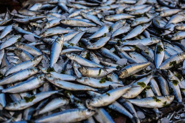 Ilustrasi fermentasi spontan ikan. Foto: Pexels