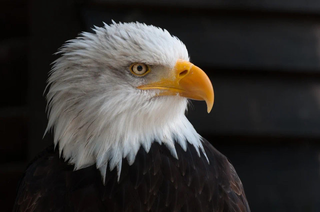 Ilustrasi Sebutkan Fauna Khas Benua Australia. Foto: Pixabay