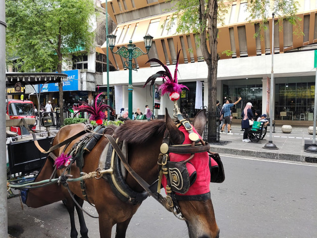 Kuda andong di Malioboro Yogyakarta bersolek dengan warna-warni hiasan bunga di kepala. Ada pula kuda yang berhias warna warni bulu ayam, Jumat (27/3/26). Foto: Arfiansyah Panji Purnandaru/kumparan