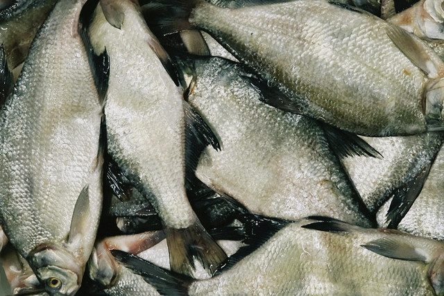 Ilustrasi pengolahan kulit ikan. Foto: Pexels