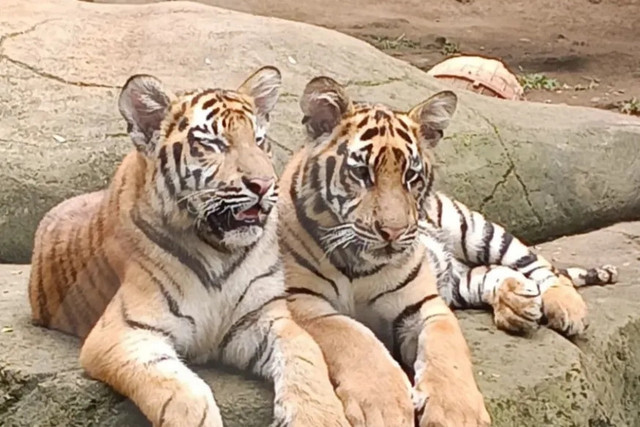 Huru dan Hara, dua anak harimau di Bandung Zoo. Foto: Instagram/@bbksda_jabar