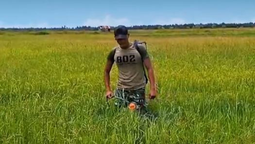 Prajurit Yonif TP 802 Wimane Mambe Jaya sedang giat penyemprotan padi (Sumber: Kementerian Pertahanan RI)