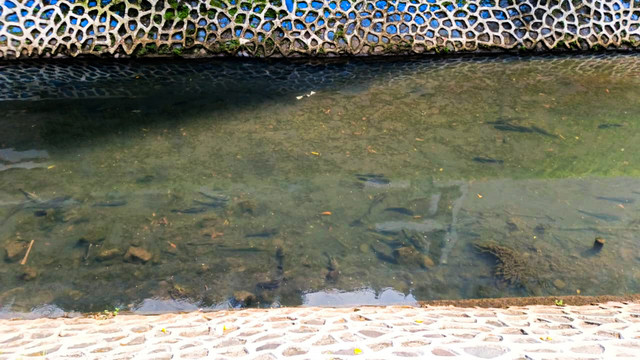 Ikan sapu-sapu terlihat di sepanjang kali di samping mal di kawasan Jakarta Pusat (1/4/2026). Foto: Kevin Daniel/kumparan