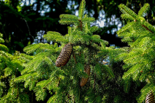Ilustrasi pohon cemara. Foto: Pexels