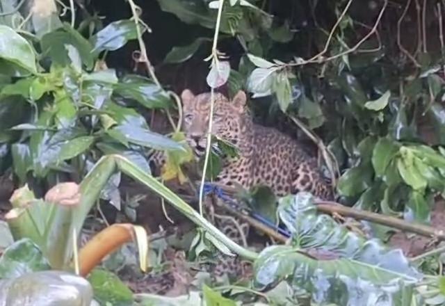 Seekor macan tutul masuk permukiman warga di Kawasan Perkebunan Teh Gunung Mas, Desa Tugu Selatan, Kecamatan Cisarua, Kabupaten Bogor, Jumat (3/4). dok Istimewa