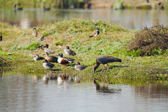 Ilustrasi spesies. Foto: Pexels