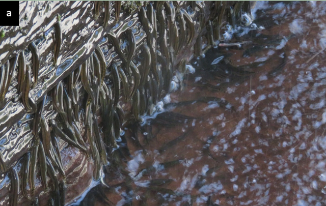 Ikan jenis shellear (Parakneria thysi), yang terlihat menaklukkan dinding vertikal curam di Air Terjun Luvilombo. Foto: Dok. Science Reports via Nature