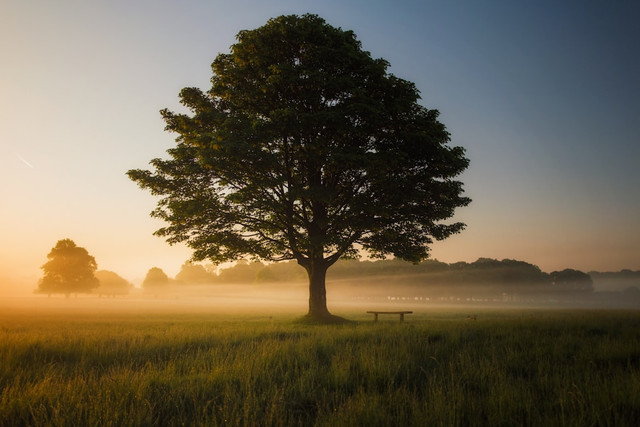 Ilustrasi Pohon Ketapang Kencana,Foto:Unsplash/Simon Wilkes