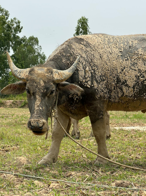 Ilustrasi kerbau yang kotor. Foto: Pexels
