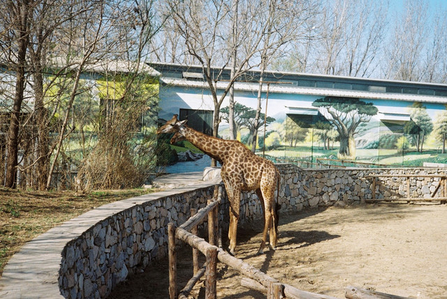 Ilustrasi jam operasional Night at Ragunan Zoo terbaru 2026. Foto: Unsplash.com/krzhck