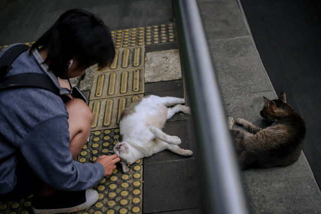 Penampakan kucing liar bernama Bobby di kawasan MRT Dukuh Atas, Jakarta, Kamis (9/4/2026). Foto: Jamal Ramadhan/kumparan
