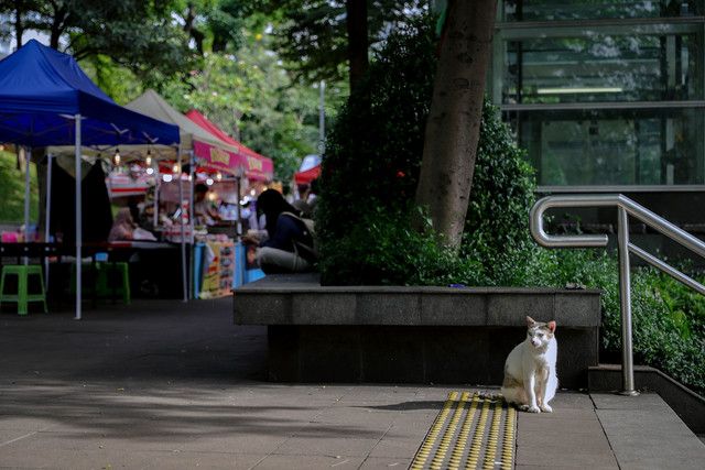 Penampakan kucing liar bernama Bobby di kawasan MRT Dukuh Atas, Jakarta, Kamis (9/4/2026). Foto: Jamal Ramadhan/kumparan
