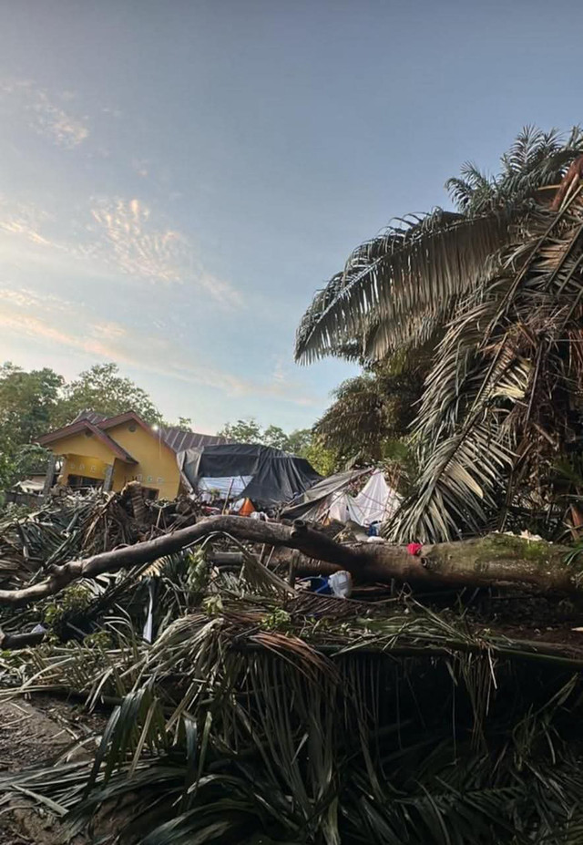 Pohon tumbang timpa tenda pesta pernikahan di Bone, Sulawesi Selatan, Kamis (9/4). Ibu pengantin tewas seketika. Foto: Dok. Istimewa