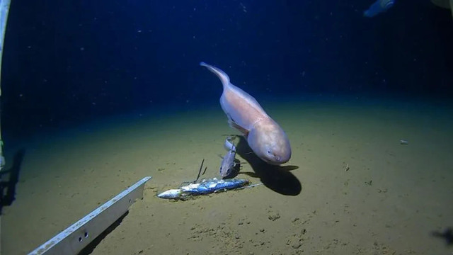 Seekor Bassozetus sp., sejenis belut cusk, terlihat oleh tim di kedalaman laut Jepang. Foto: Jamieson et al., 2026, Minderoo-UWA Deep-Sea Research Centre, Inkfish and Caladan Oceanic