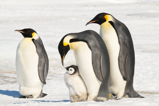 Ilustrasi Penguin Kaisar. Foto: vladsilver/Shutterstock