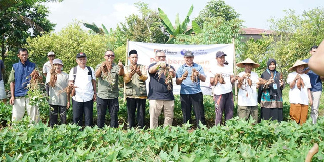 Kolaborasi IPB dan LAZ Rabani Berbuah Panen Perdana Ubi Ungu di Gunung Mulya