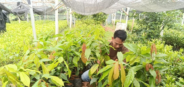Dokumentasi Pribadi keberadaan UMKM Desa pada bidang pembibitan unggul