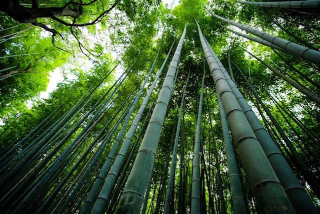 Ilustrasi sebutkan keuntungan penggunaan bahan bambu.Foto: Eleonora Albasi / Unsplash