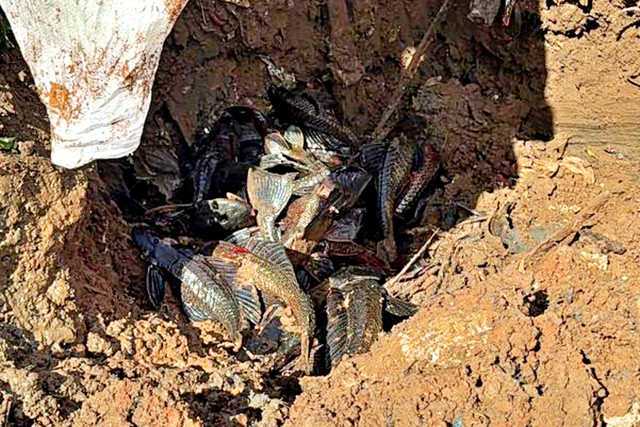 Bangkai ikan sapu-sapu yang ditangkap dari Kali Cideng kemudian dikubur di Bantaran Kali Kanal Barat (BKB) Ciliwung, Tanah Abang, Jakarta Pusat, Jumat (10/4/2026). Foto: Dok. Dinas KPKP DKI Jakarta