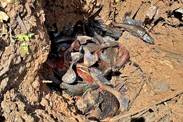Bangkai ikan sapu-sapu yang ditangkap dari Kali Cideng kemudian dikubur di Bantaran Kali Kanal Barat (BKB) Ciliwung, Tanah Abang, Jakarta Pusat, Jumat (10/4/2026). Foto: Dok. Dinas KPKP DKI Jakarta