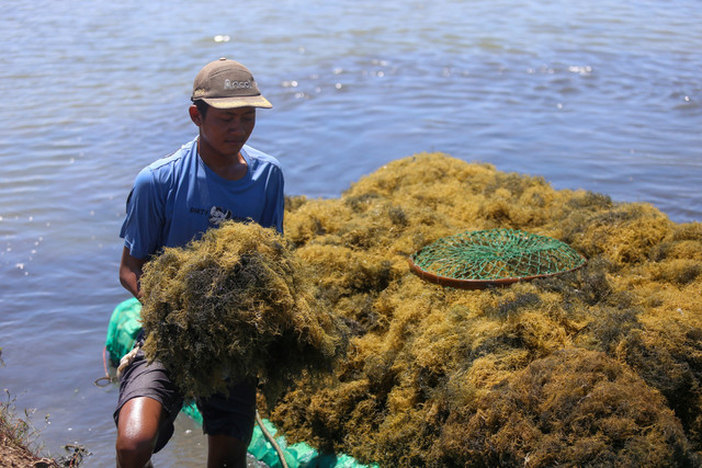 Pekerja memanen rumput laut jenis Glacilaria Sp di areal tambak Desa Pabean udik, Indramayu, Jawa Barat, Senin (13/4/2026). Foto: Dedi Suwidiantoro/ANTARA FOTO