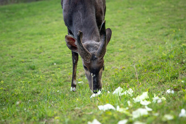 Ilustrasi Anoa. Foto: Pexels