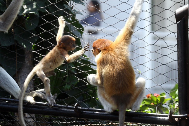 Bayi bekantan (Nasalis larvatus) berusia 2,5 bulan bermain dalam pengawasan induknya di Batu Secret Zoo, Jatim Park 2, Kota Batu, Jawa Timur, Selasa (14/4/2026). Foto: Ari Bowo Sucipto/ANTARA FOTO