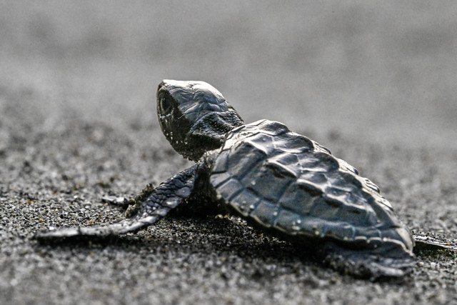 Ilustrasi penyu. Foto: Chaideer Mahyuddin/AFP