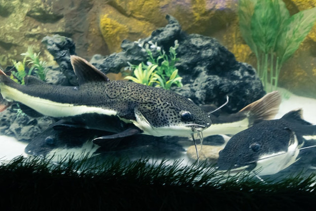 Ilustrasi ikan sapu-sapu. Foto: Unsplash