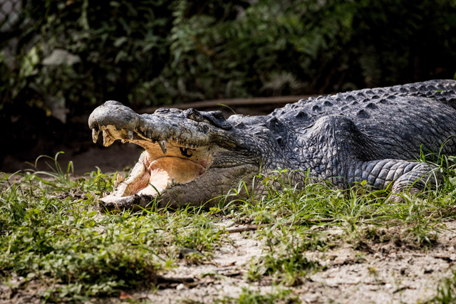 Ilustrasi Buaya. Foto: Raven Haven/Shutterstock
