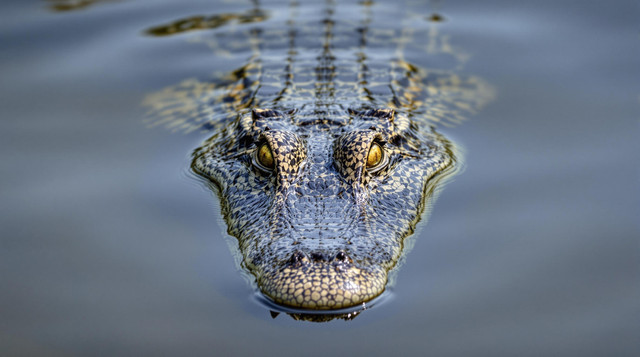 Ilustrasi Buaya Indo-Pasifik. Foto: Kamal15/Shutterstock