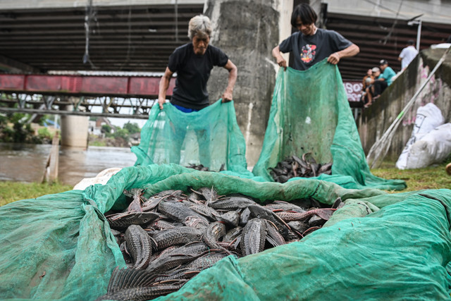 Warga mengangkut ikan sapu-sapu saat operasi pembersihan di Sungai Ciliwung, Cililitan, Jakarta, Jumat (17/4/2026). Foto: Sulthony Hasanuddin/ANTARA FOTO 