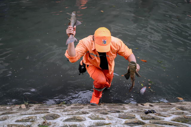 Petugas gabungan menangkap ikan sapu-sapu di sungai yang berada di samping Plaza Indonesia, Jakarta, Jumat (17/4/2026). Foto: Jamal Ramadhan/kumparan