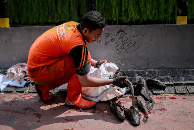 Petugas gabungan menangkap ikan sapu-sapu di sungai yang berada di samping Plaza Indonesia, Jakarta, Jumat (17/4/2026). Foto: Jamal Ramadhan/kumparan