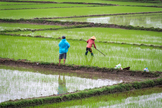 Ilustrasi peran petani kecil dalam elemen rantai pasok. Foto: Unsplash.com/Etienne Girardet