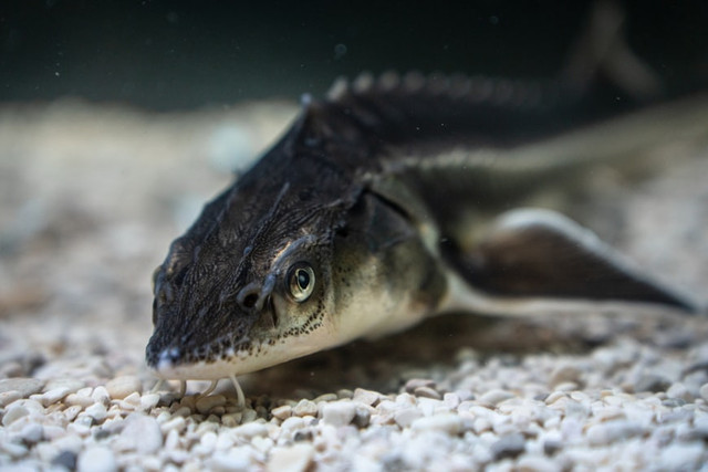 Ilustrasi kenapa ikan sapu sapu hama. Unsplash.com/Stötzer Balázs