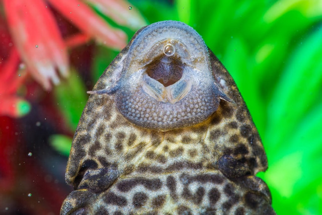 Ilustrasi predator alami ikan sapu sapu, foto: unsplash/Daniel Lloyd Blunk-Fernández