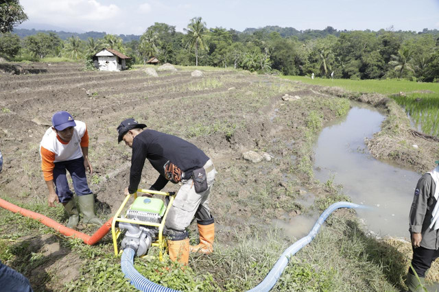 Pompanisasi di sawah. Foto: Kementan RI