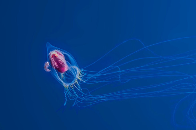 Ilustrasi Plankton adalah, Foto:Unsplash/Getty Images