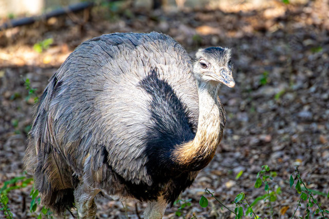 Ilustrasi Casuarius unappendiculatus. Foto: Pexels