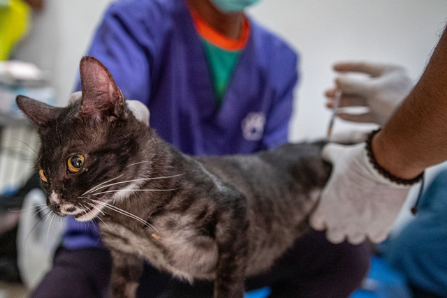 Petugas menyuntikkan anestesi pada kucing yang akan disterilisasi di Kampung Tengah, Kramat Jati, Jakarta, Jumat (24/4/2026). Foto: Rakha Raditya Yahya/ANTARA FOTO