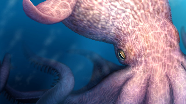 Ilustrasi sketsa gurita purba raksasa. Foto: Yohei Utsuki/Universitas Hokkaido