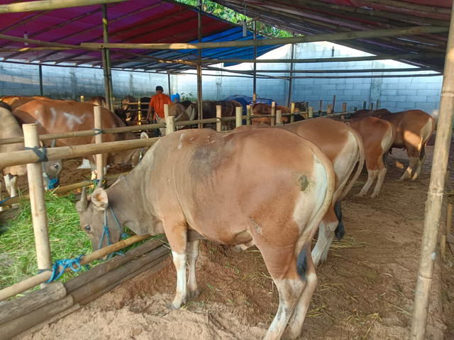 foto: sapi kurban siap untuk kurban, dokumentasi pribadi jokosegara